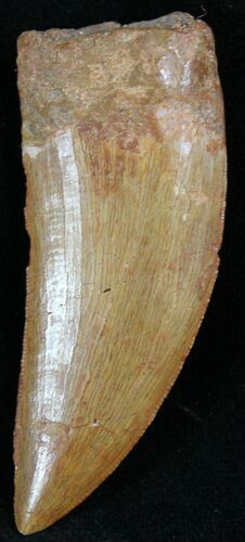 Carcharodontosaurus Tooth - Beautiful Tooth #27216